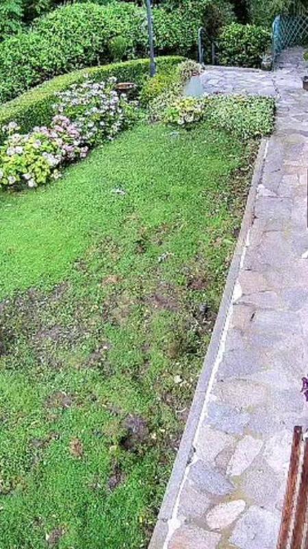 Con i cinghiali in casa: così un'intera famiglia di animali ha invaso un giardino a Moncalieri