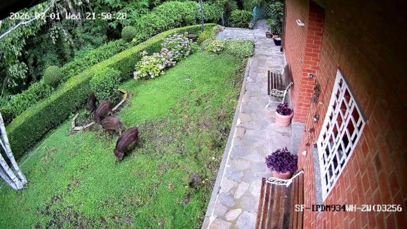 Con i cinghiali in casa: così un'intera famiglia di animali ha invaso un giardino a Moncalieri