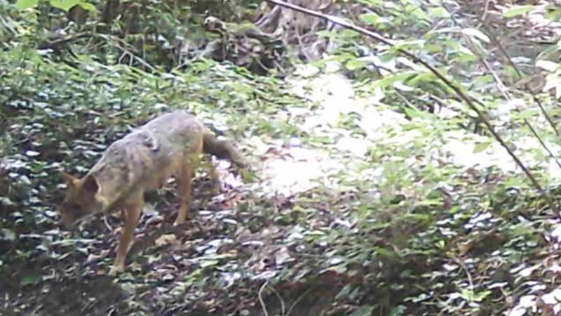 Avvistato e ripreso dalle fototrappole il primo esemplare di Sciacallo dorato in provincia di Cuneo
