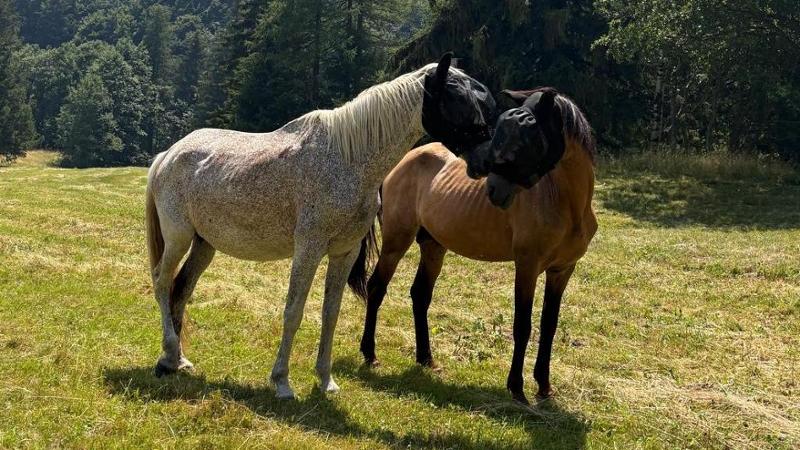 Lupo sbrana un puledro di 20 giorni: ucciso nel recinto dell’agriturismo