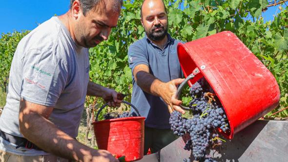 Aceto e vermouth dalla Barbera per resistere alla crisi
