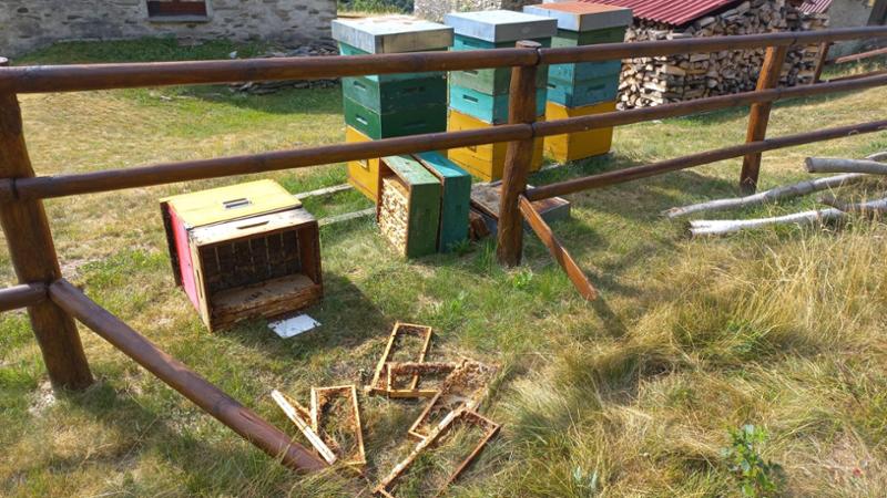 L’orso M29 torna in Valle Vigezzo, i sindaci: “Niente allarmismi, ma è tempo di agire”