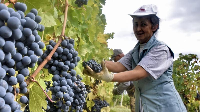 La Barbera diventa aceto: “Solo una scelta tampone ora si punti al rilancio”