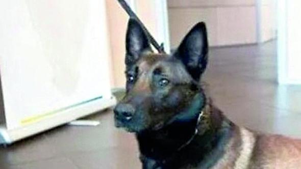 Rapina a cane armato, perizia in tribunale per stabilire: Astro era addestrato ad attaccare?