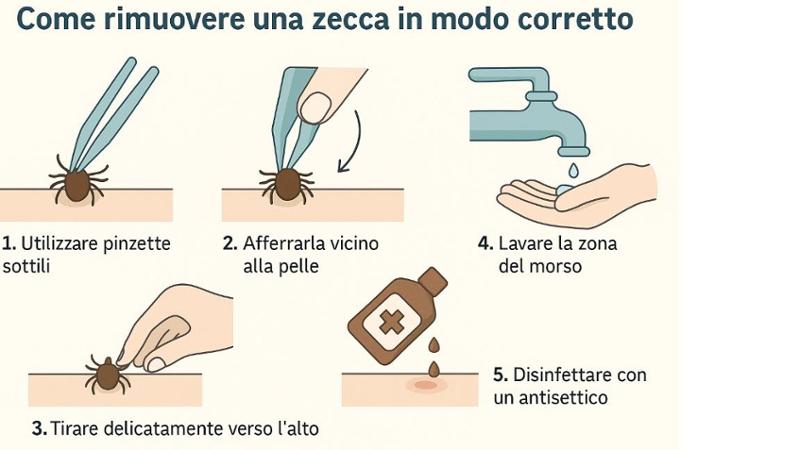 Morta per una zecca.  Che cosa è l'encefalite, come si riconosce e come bisogna comportarsi