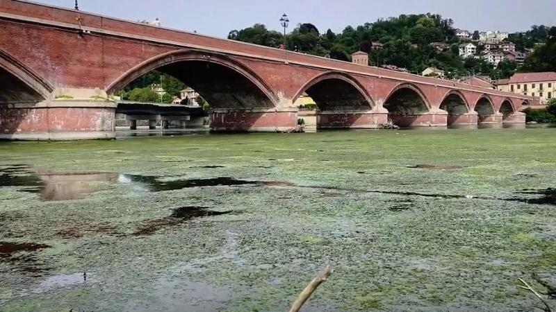 Torino, il caldo soffoca il Po: il fiume invaso dalle alghe è una distesa verde