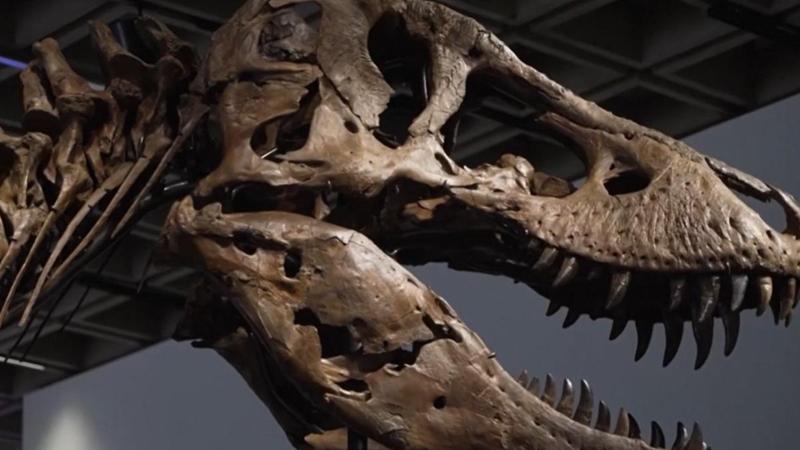 Venduto all’asta per oltre 50 milioni uno scheletro completo di T-Rex. È il più costoso di sempre
