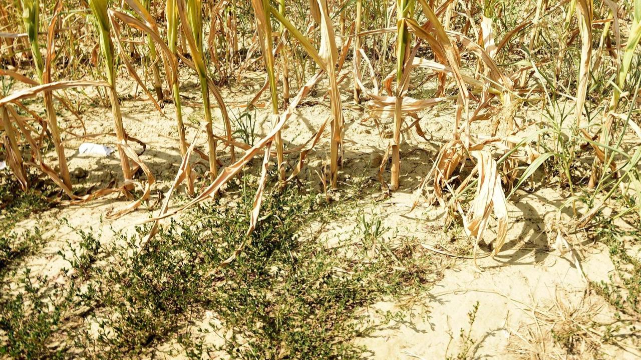 Agricoltura nella morsa della siccità: “Nei vigneti le rese sono a rischio”