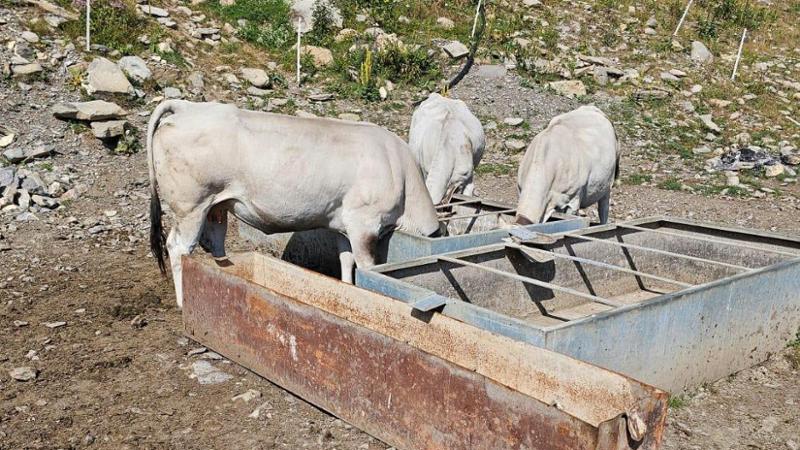 La siccità brucia i pascoli del Ponente. Gli allevatori: serve lo stato di calamità