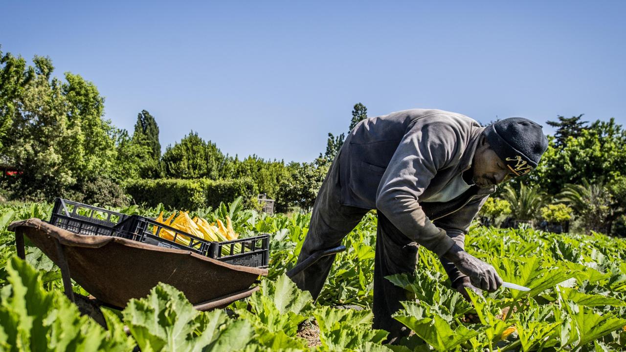 “Io bracciante truffato: 11 mila euro per un lavoro che non c’era. Così sono sfuggito al caporalato”