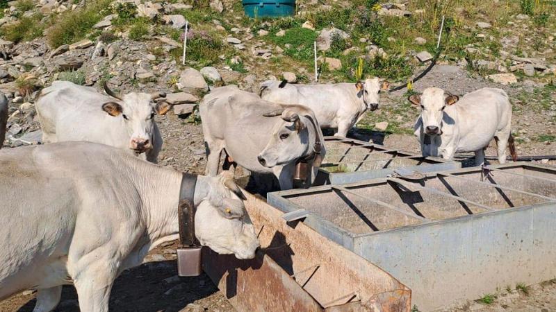 Montegrosso, il rabdomante trova l’acqua: “Poca e profonda, vedremo”