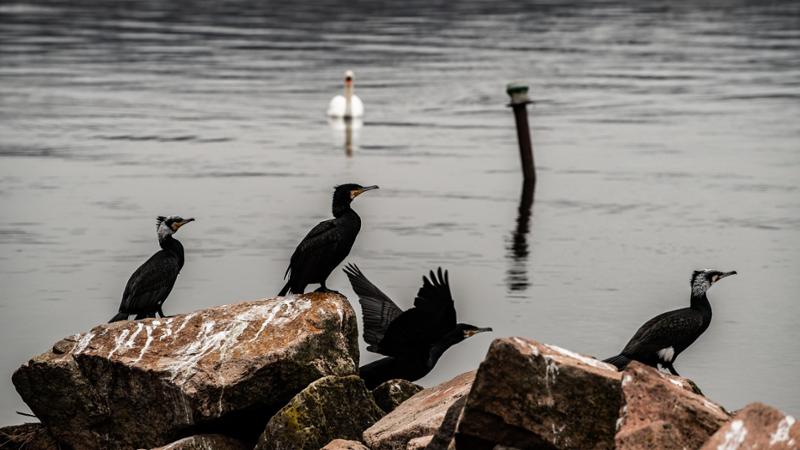 Nel Vco si potrà sparare ai cormorani, ma non nella zona del Lago Maggiore