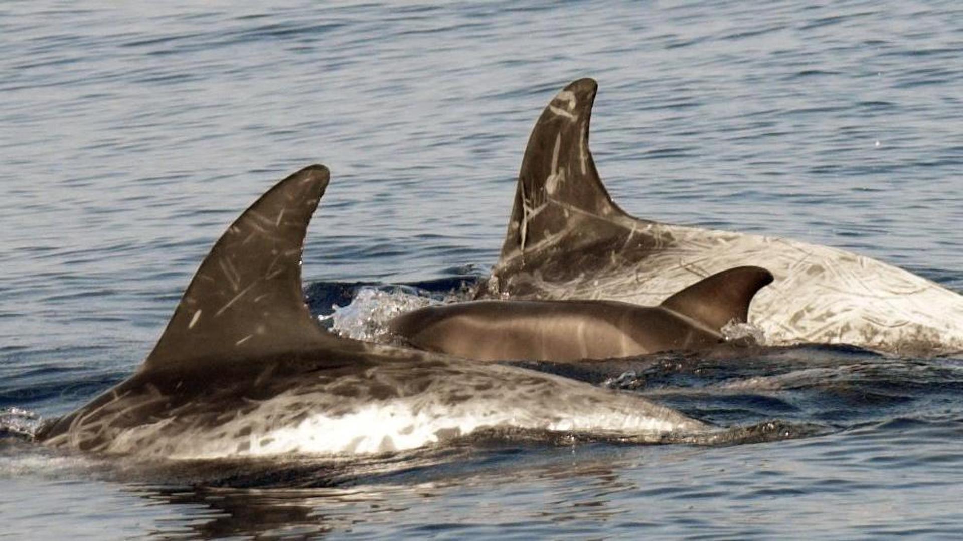 Navigazione in mare aperto con un 30 metri, avvistamenti di balene e capodogli al largo di Sanremo