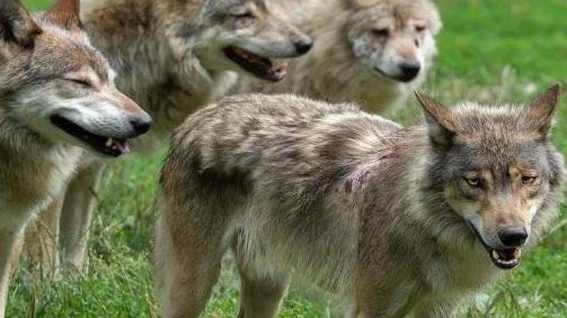 Lupo, arriva il primo piano di contenimento della Regione Piemonte