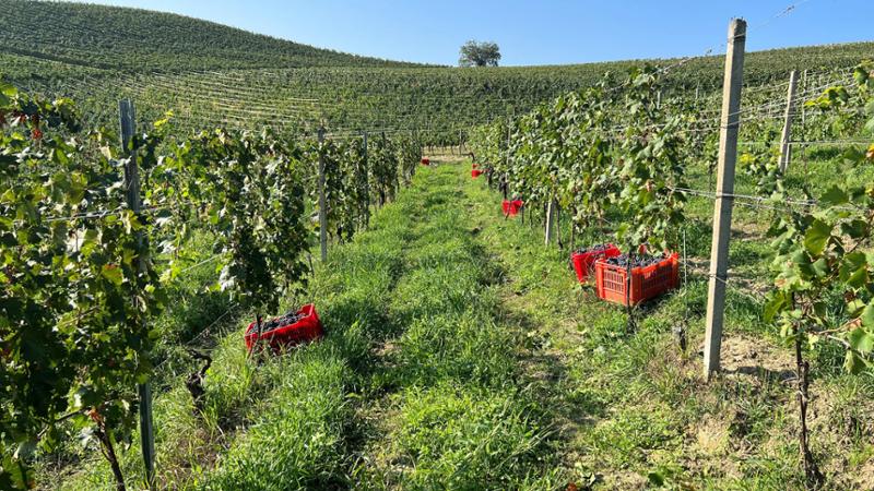 Il Ruchè alfiere del successo del Monferrato: “È l’unico vino con performance positiva”