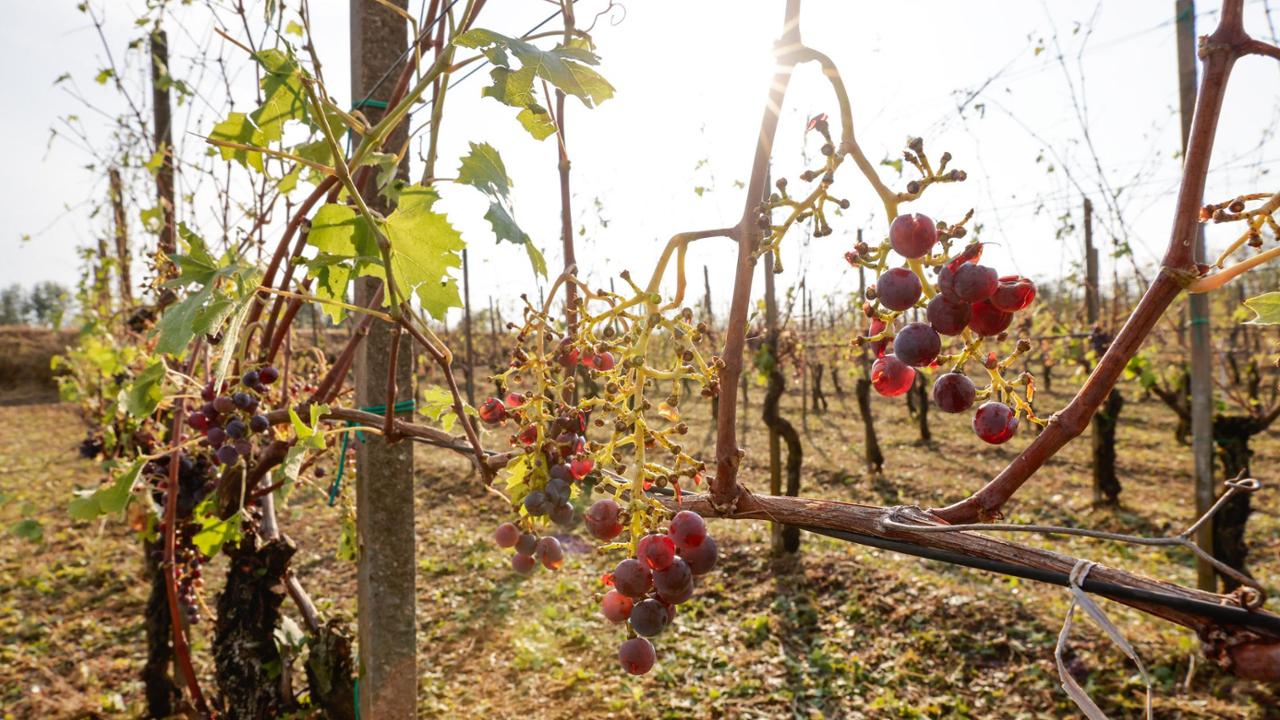 Grandine, pioggia e vento nell'Alto Novarese: “In pochi minuti devastate le nostre vigne”
