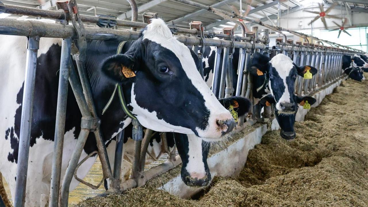 Caldo e siccità, agricoltori in ginocchio. Lollobrigida: i fondi ci sono, li aiuteremo
