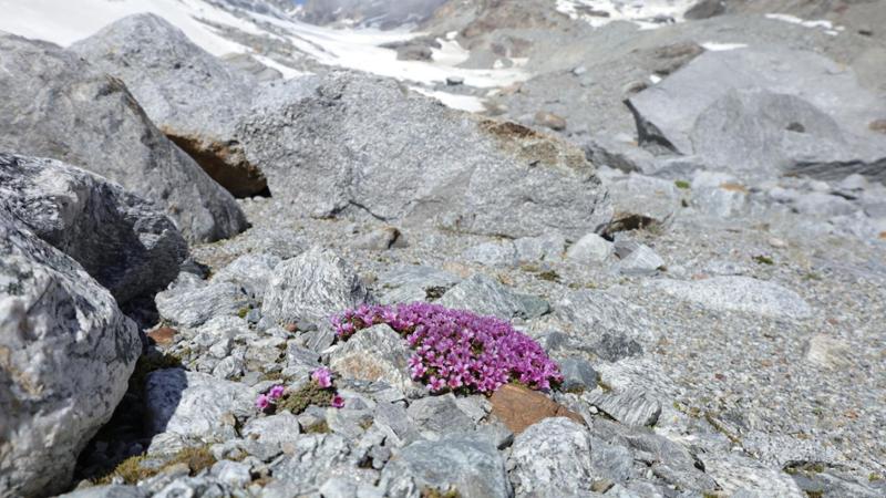 Dove muore un ghiacciaio può nascere un fiore