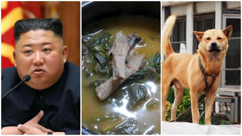 Caldo estremo, ecco l'antidoto della Corea del Nord: “Mangiate zuppa di cane”
