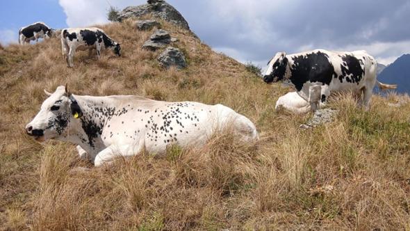 È finito il formaggio: colpa della siccità che colpisce gli alpeggi