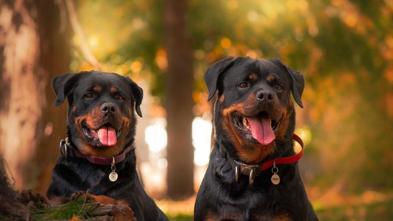 Sbranato da due rottweiler mentre è in campagna a raccogliere la frutta, morto 72enne a Nardò