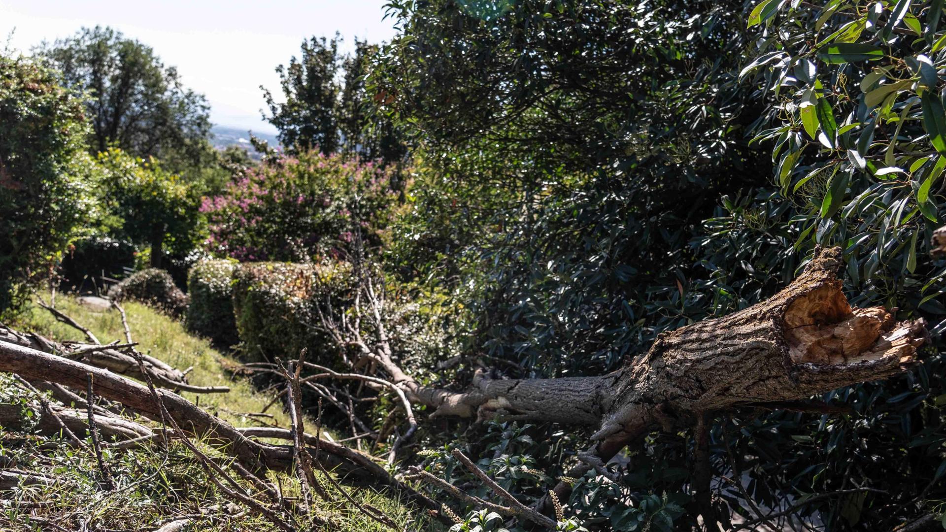 Alberi morti per siccità a Torino, squadre con autobotti proteggono piante giovani, modifiche alle specie da piantare