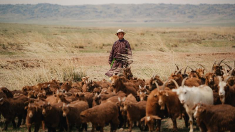 Cashmere e biodiversità, la scommessa di Loro Piana in Mongolia