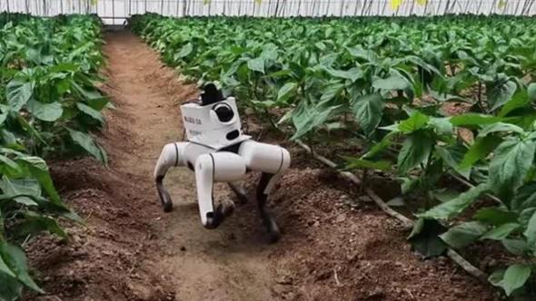 Scova parassiti, controlla le piante e decide quando irrigare: nelle serre arriva il cane robot
