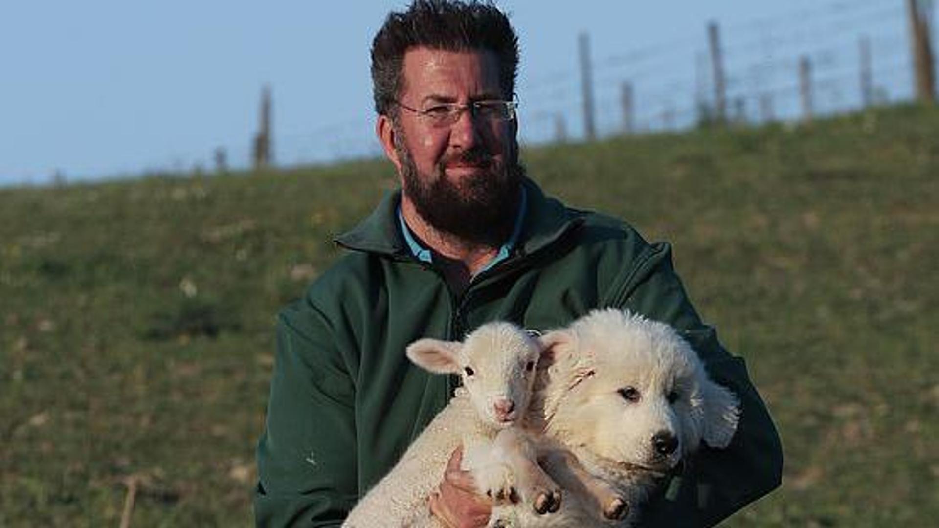Allevatore di cani anti-lupo in viaggio in Australia per combattere il dingo, predatore dannoso per allevamenti