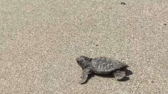 Andora, sulla spiaggia dove è morto il bagnino nascono sei tartarughe: è la prima schiusa in Liguria