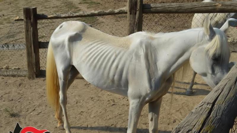 Sequestrati dodici cavalli denutriti in un allevamento di Asti