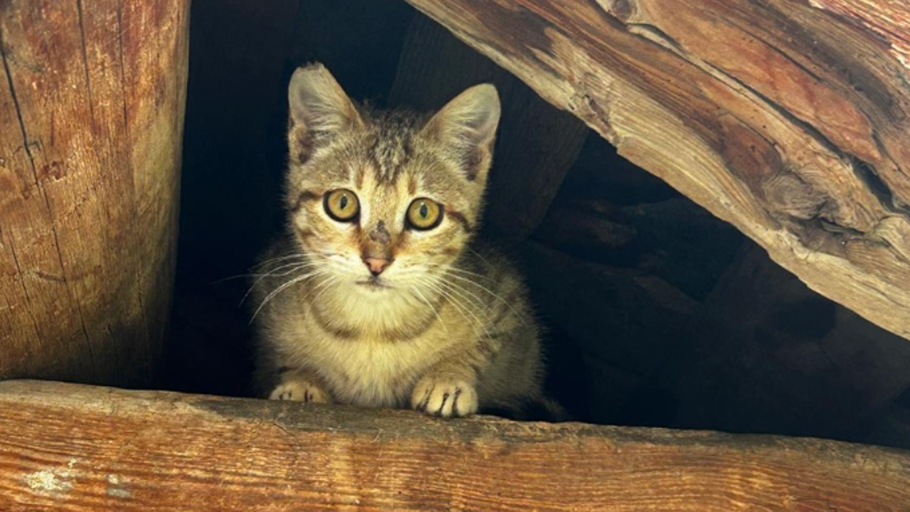 Chiama i carabinieri perché sono scomparsi i suoi gatti ma era ricercata in Austria: arrestata