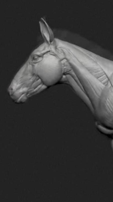 Sembrava impossibile ricostruirlo ma grazie a denti e mandibole riemerge un estinto 40 mila anni fa