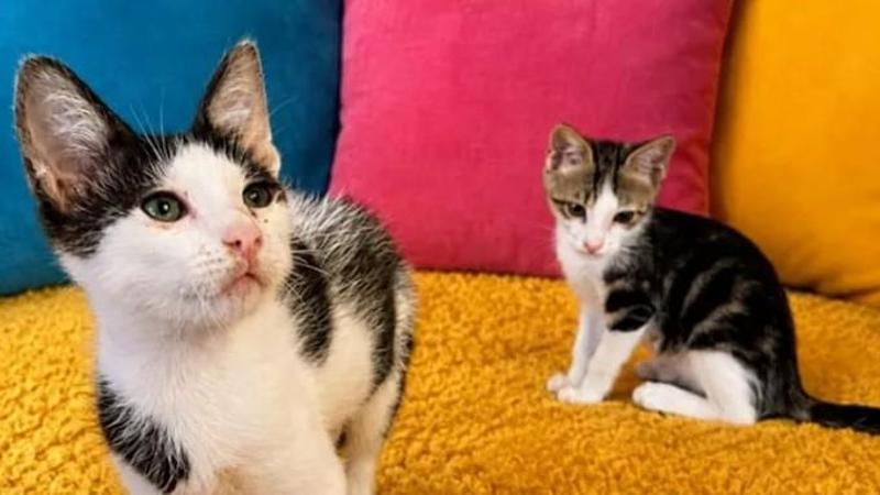 Pimpi e Moka, i gatti in un mare di guai, cercano la loro ancora di salvezza