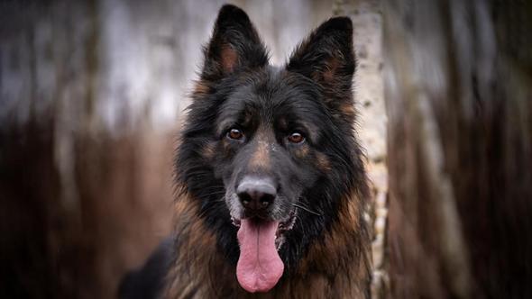 Il mistero di Xur, cane fedele al suo proprietario che ha portato gli investigatori al suo assassino