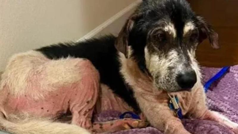 Lasciato in un cortile dopo la morte del proprietario, ma il destino del cane Rocky è cambiato