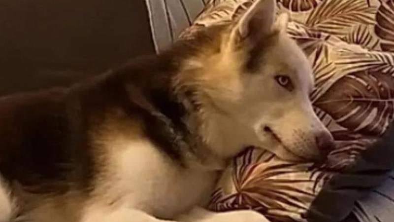 Il cane Apollo perde la sua Duchessa e smette di mangiare, ma un cucciolo lo salva dalla depressione