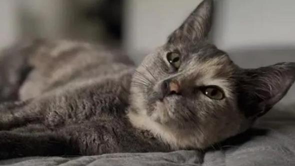 Misty doveva essere sterilizzata e liberata: ma grazie alla fusa, la vita di questa gatta è cambiata