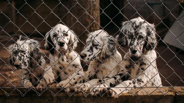 Sette cani Setter morti sull’A22, erano diretti in Lapponia per la caccia: i box coperti dai bagagli