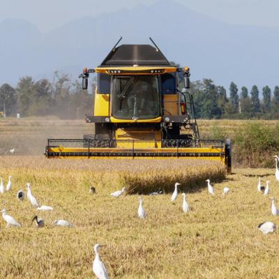 Riso amaro. Prezzi in caduta e costi alle stelle, i produttori: “Stiamo lavorando in perdita”