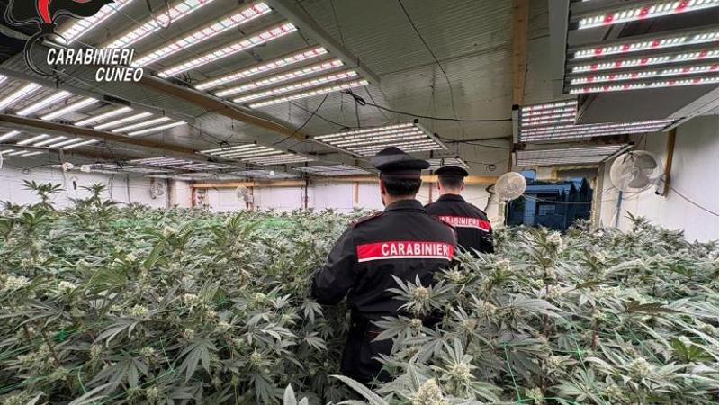 Sgominata banda di coltivatori di cannabis