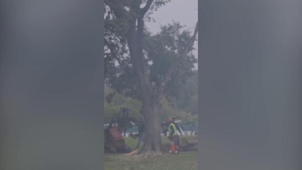 Giudice ferma l'abbattimento di alberi a Washington