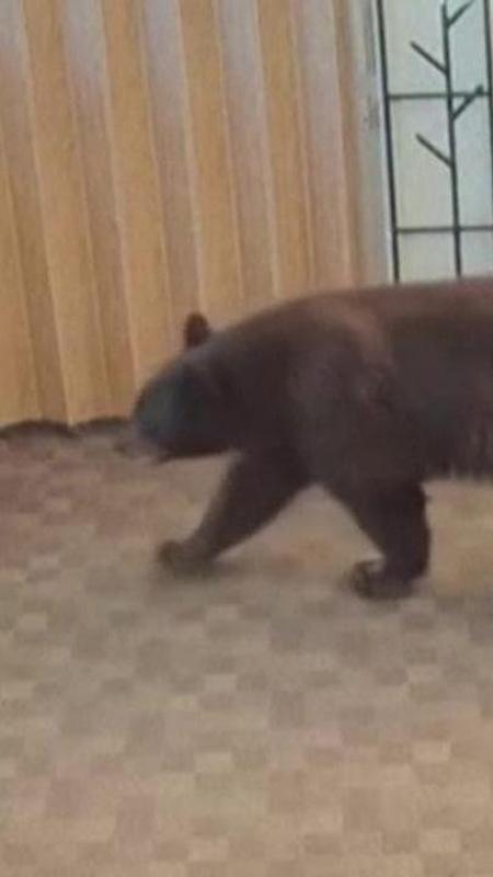 Entra in biblioteca all’alba e divora biscotti e miele: l’orso nero diventa un lettore goloso