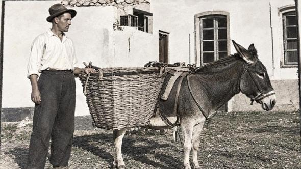 Sardegna: la storia degli asini Biagio e Oreste, postini del paese che portavano stipendi e lettere