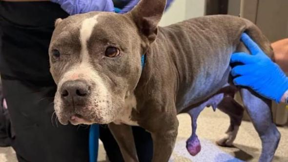 La massa le penzolava dall’addome: il cane Angel aveva bisogno di cure, invece è stato abbandonato