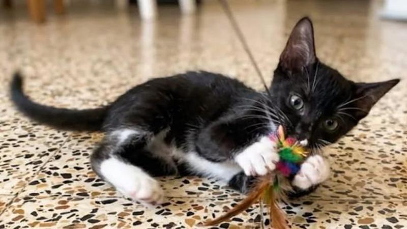 Minù, la gatta con i calzini cerca la scarpetta da ballo per trasformarsi in una principessa
