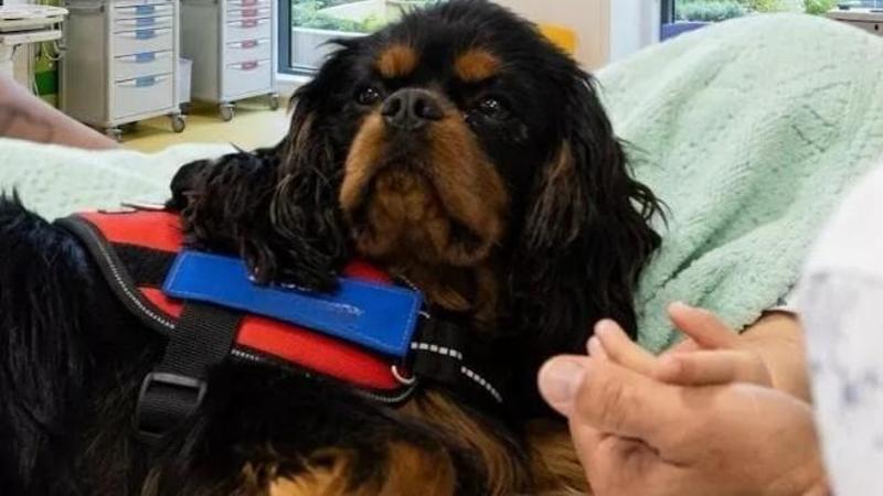 Il cane Rock aiuta i bambini ad affrontare la paura degli aghi: “Basta una carezza per stare meglio”