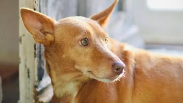 Un cacciatore gli ha sparato e abbandonato: il cane Miel è paralizzato ma c’è un nuovo inizio