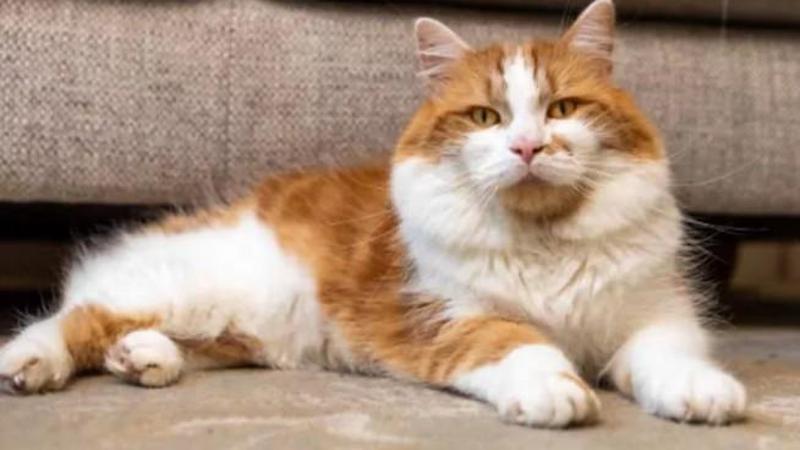 Il gatto Prince e la storia di un “affidamento fallito”: ecco come è rinato dopo i maltrattamenti