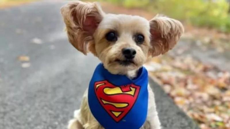 Champ, il cane supereroe a tre zampe che aiuta bambini e anziani a ritrovare il sorriso